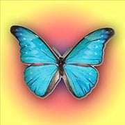 Butterfly Kyodai – Jogo de Parear Borboletas