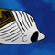Ocean Explorer – Aventura nas Profundezas