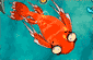 Zippy Fish – Peixe Veloz